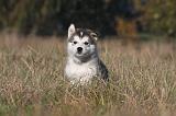 ALASKAN MALAMUTE 460